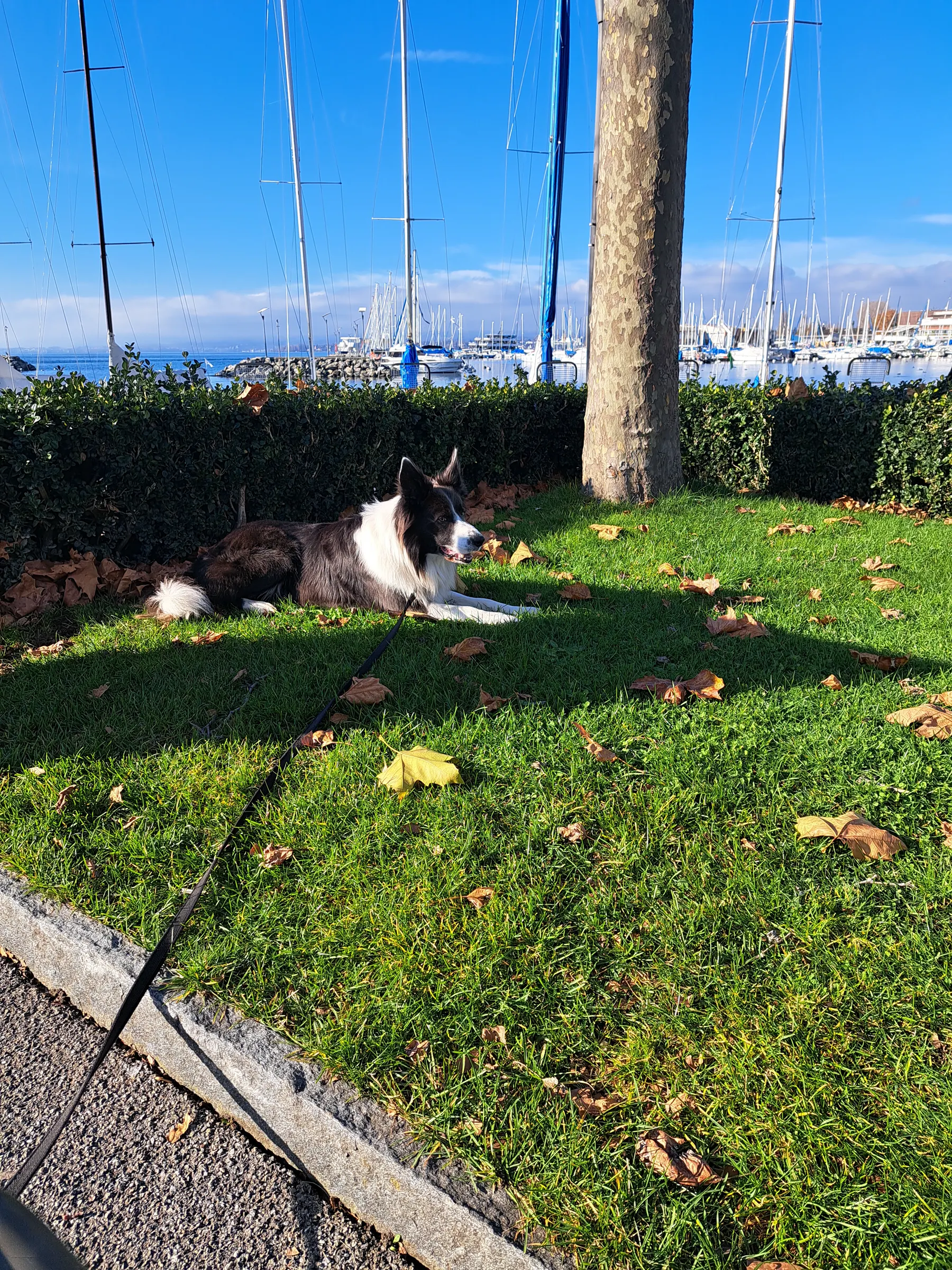 Balade - Guss7