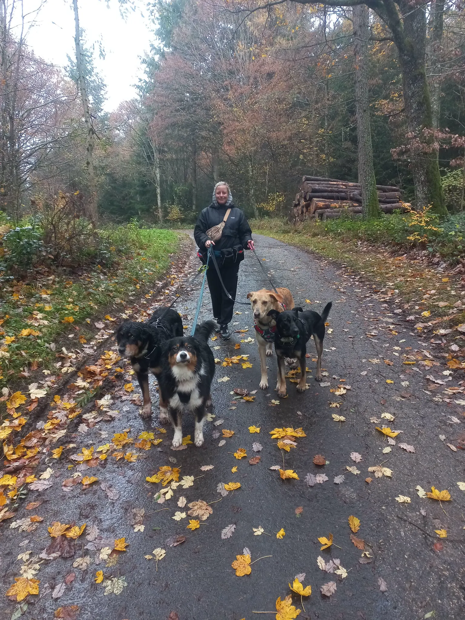 Formation 2023 - Cours canin promeneur1