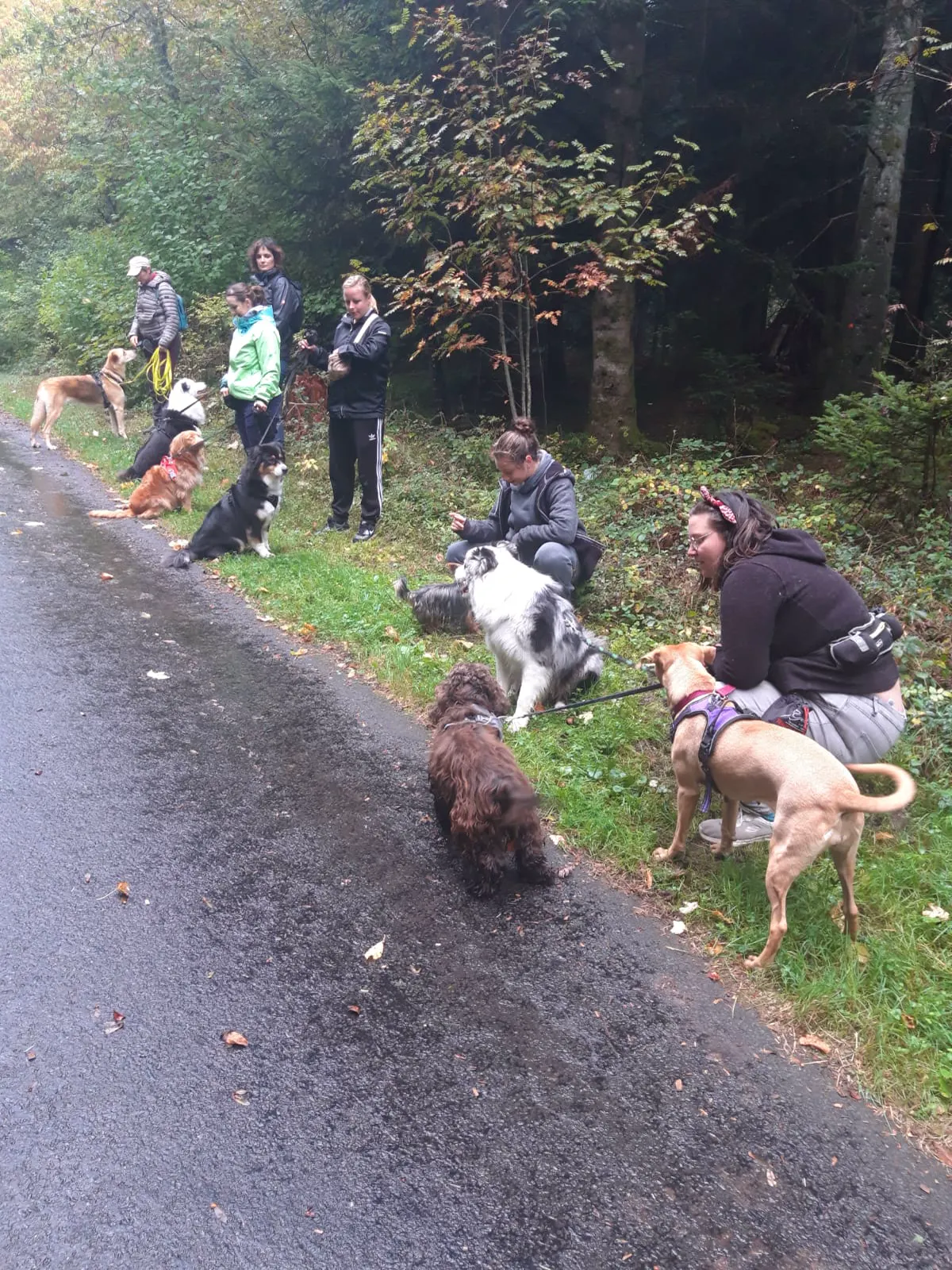 Formation 2023 - Cours canin promeneur2