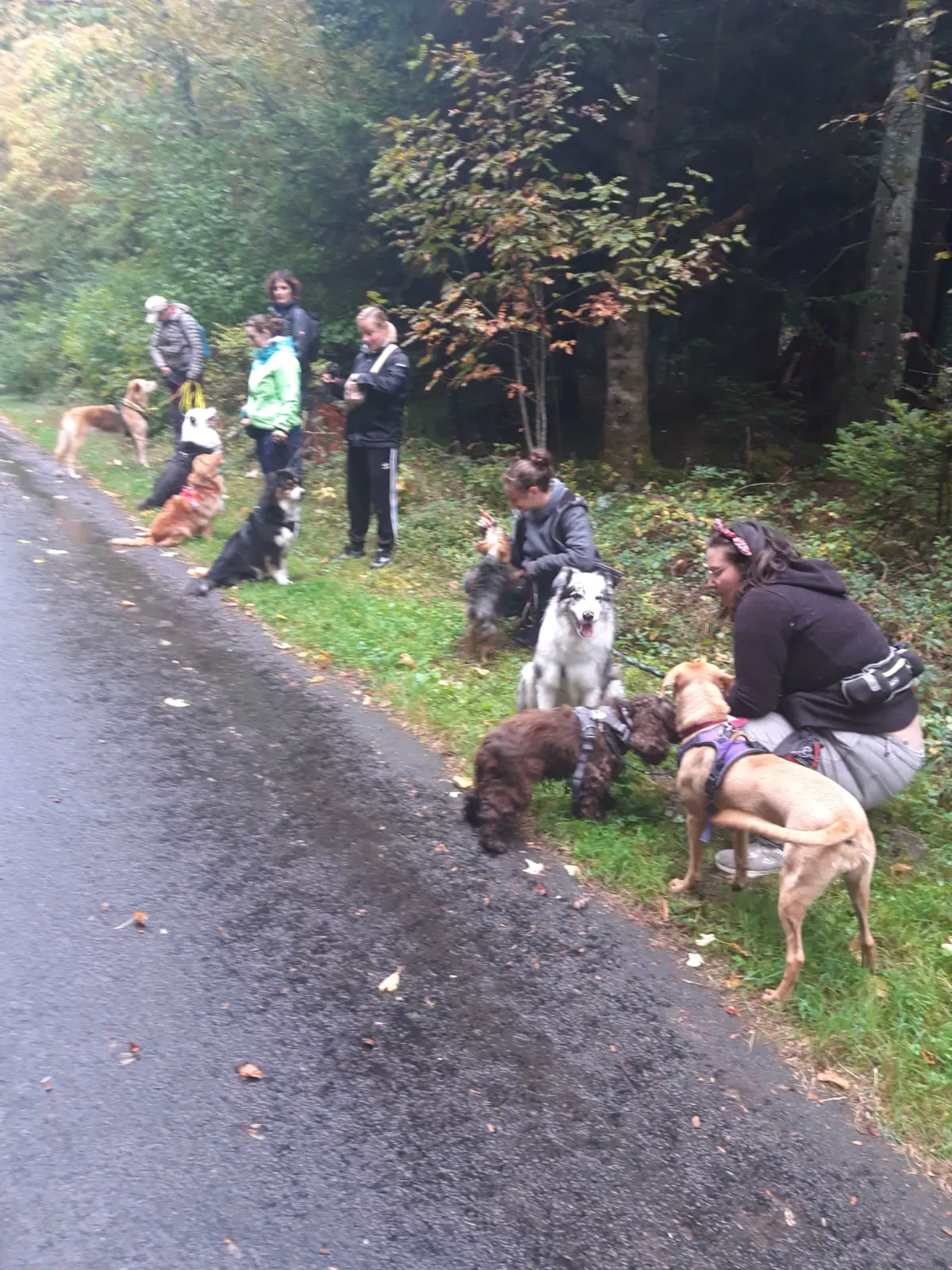 Formation 2023 - Cours canin promeneur4