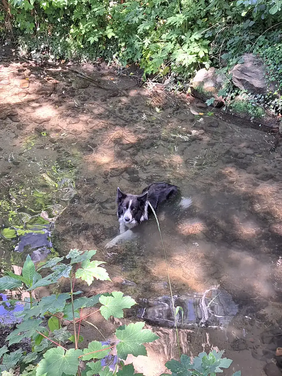 Un chien en balade près de l'eau