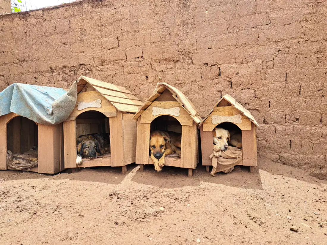 Refuge canin au Pérou - chiens recueillis