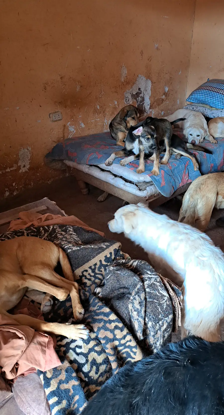 Pérou - moments avec les chiens du refuge