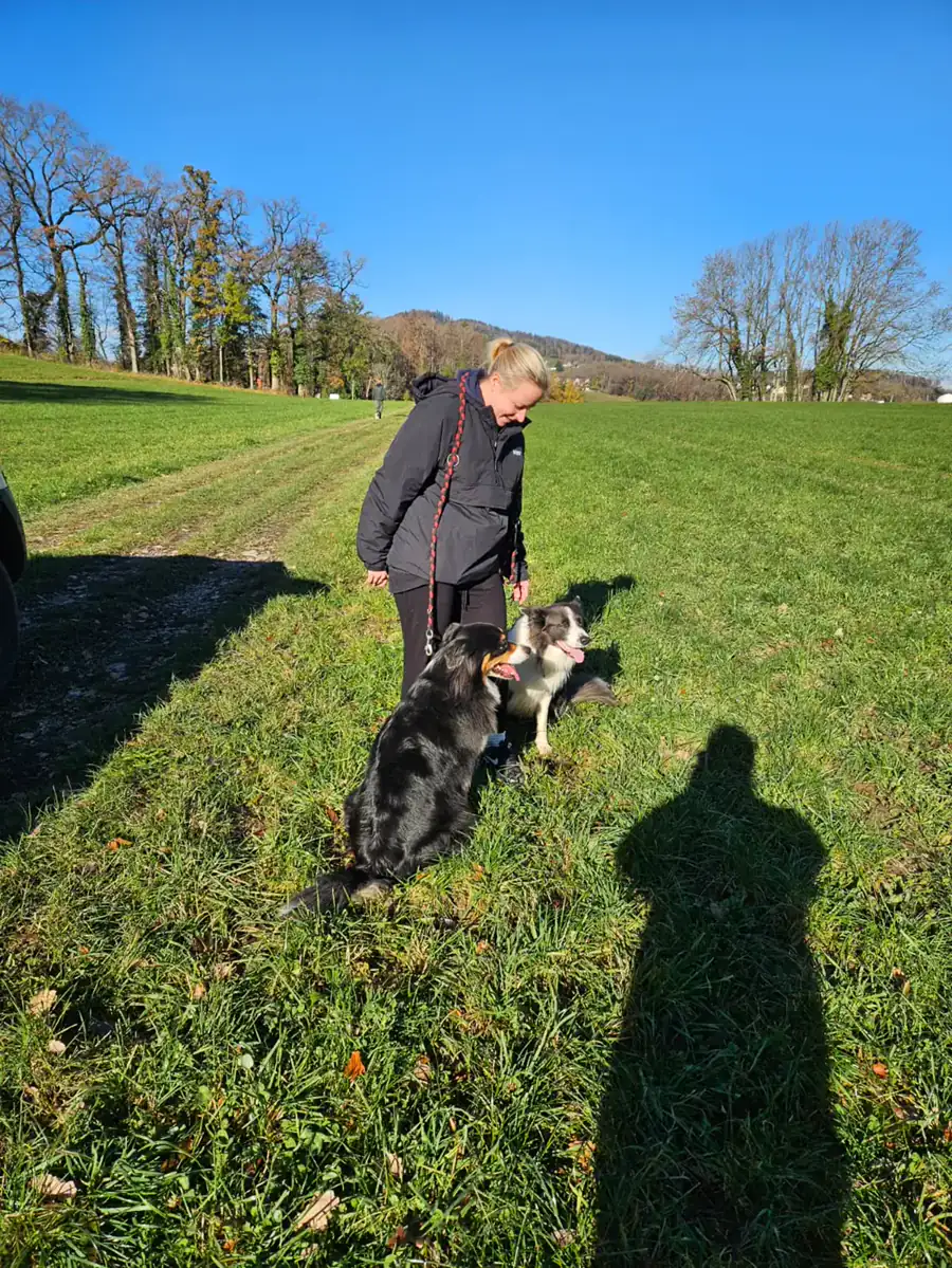 Deux chiens en balade