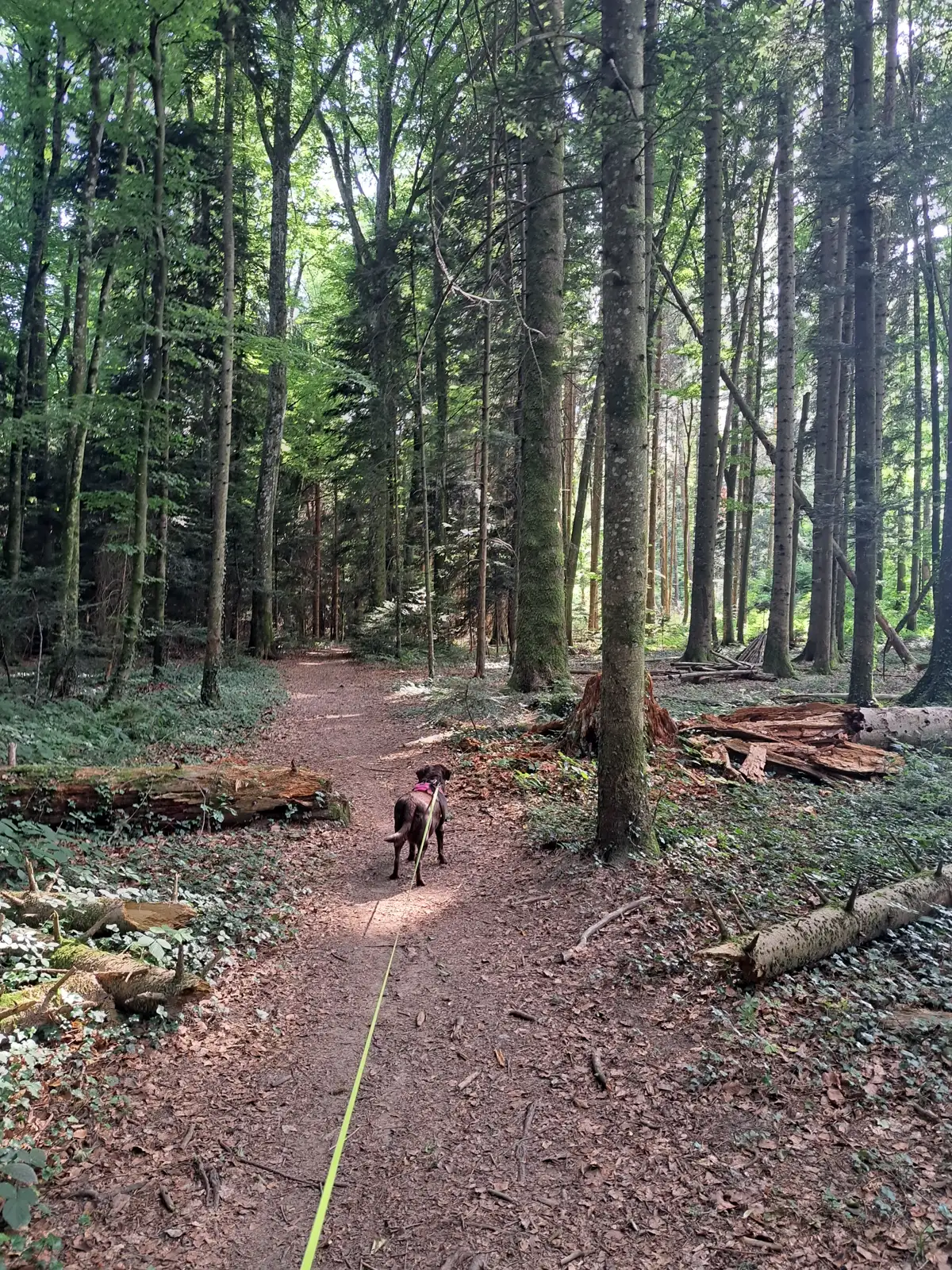 Balade - Louna foret